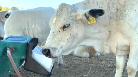 Liviclama veterinary and farming products