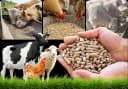 Livestock Nutrition