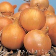 Onion Texas Grano (Avanos) 100gr