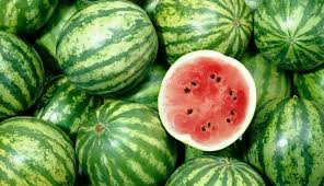 KITO WATERMELON 1000SEEDS